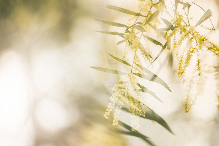 Wattle leaves in sun.